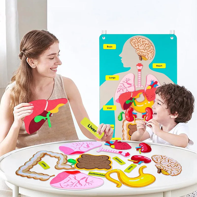 Human Body Model Felt for Kid Teaching Body Parts Felt Board Stories Sensory Activitie Toy Preschool Teaching Story Travel Board