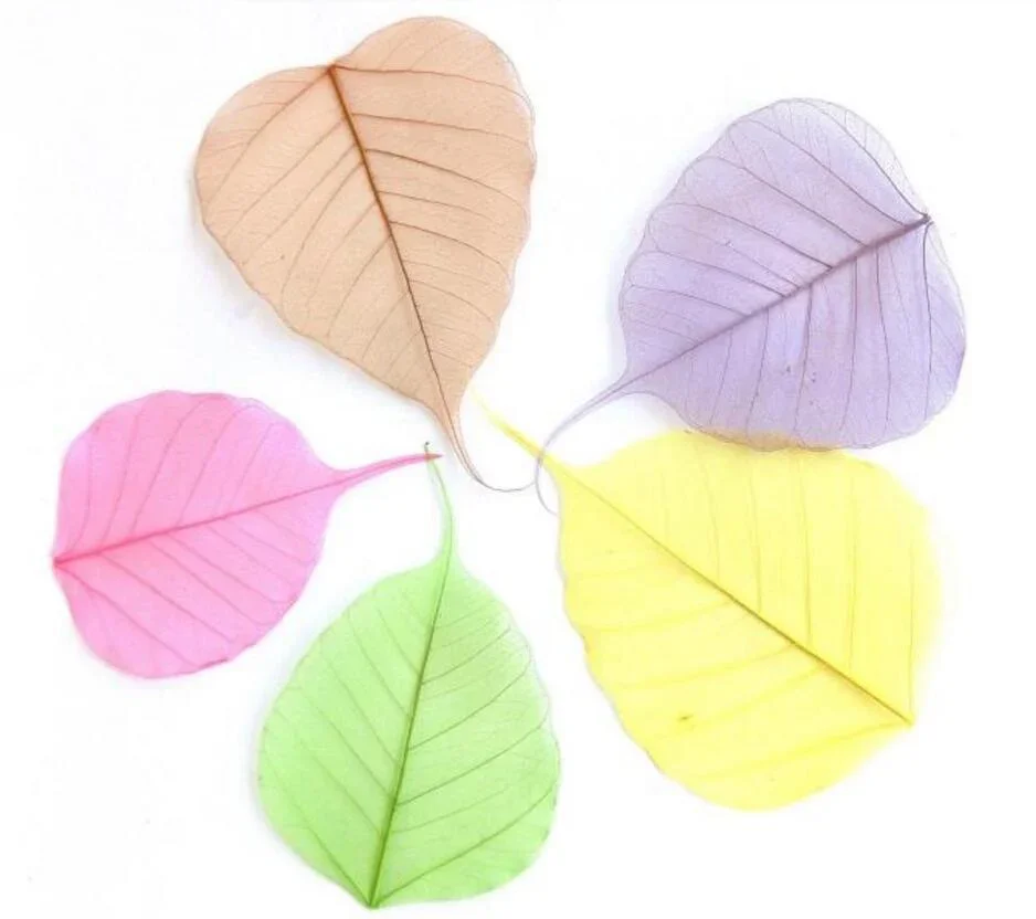 100pcs 4-8cm Dried Natural Peepul Bo-tree Large-Tree Leaf Leaves Skeleton Wedding Party Home Mural Bookmark Jewelry Craft DIY