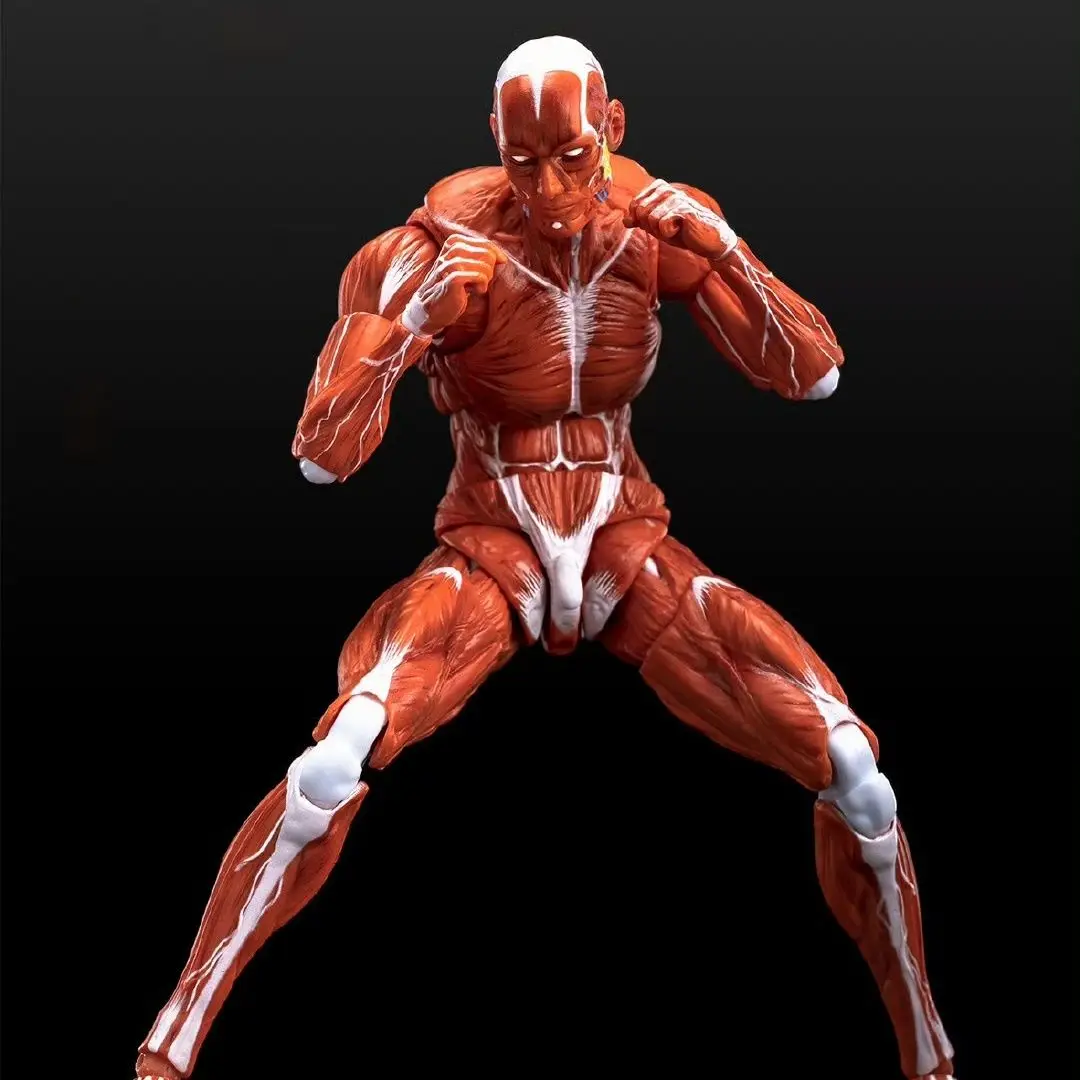 

1/12 Human Muscle Anatomy Action Figure | Fully Articulated Poseable Model, Multiple Color Options, Educational Collectible Gift