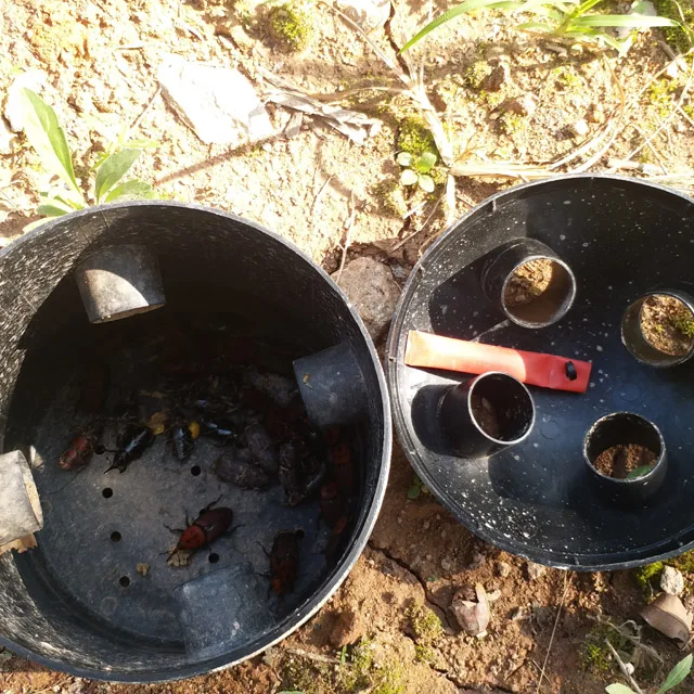 Half underground trap red palm weevil catcher Rhynchophorus ferrugineus trap