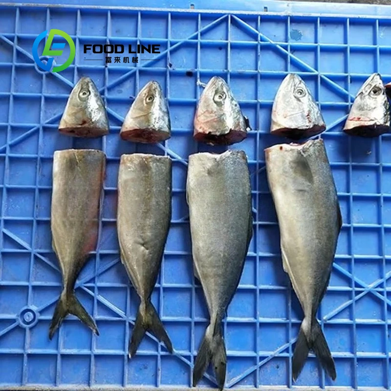 Customized Automatic Fish Head & Tail Cutting Machine for Sardine & Fish Farm Processing