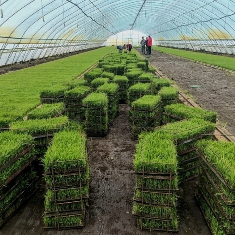 Multi-row rice transplanter, seedling planting, hand push ride-on seedling planter