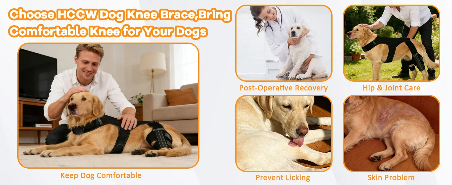 dog knee braces for back leg