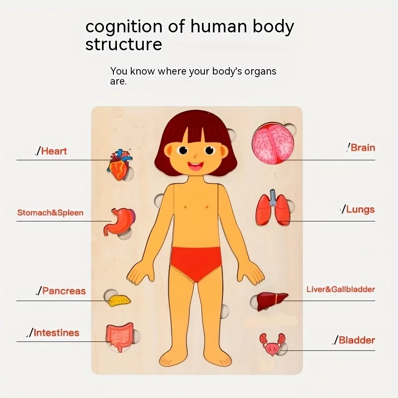 Human Body Puzzles for Kids Wooden Montessori Anatomy Puzzle Play Set Human Body Model Educational Game for Preschoolers