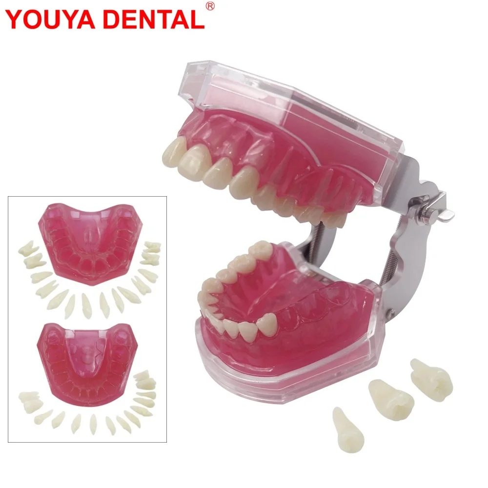 

Standard Dental Teaching Model With Removable Teeth Dentistry Jaw Teeth Model With Soft Gum Typodont For Studying Education Demo