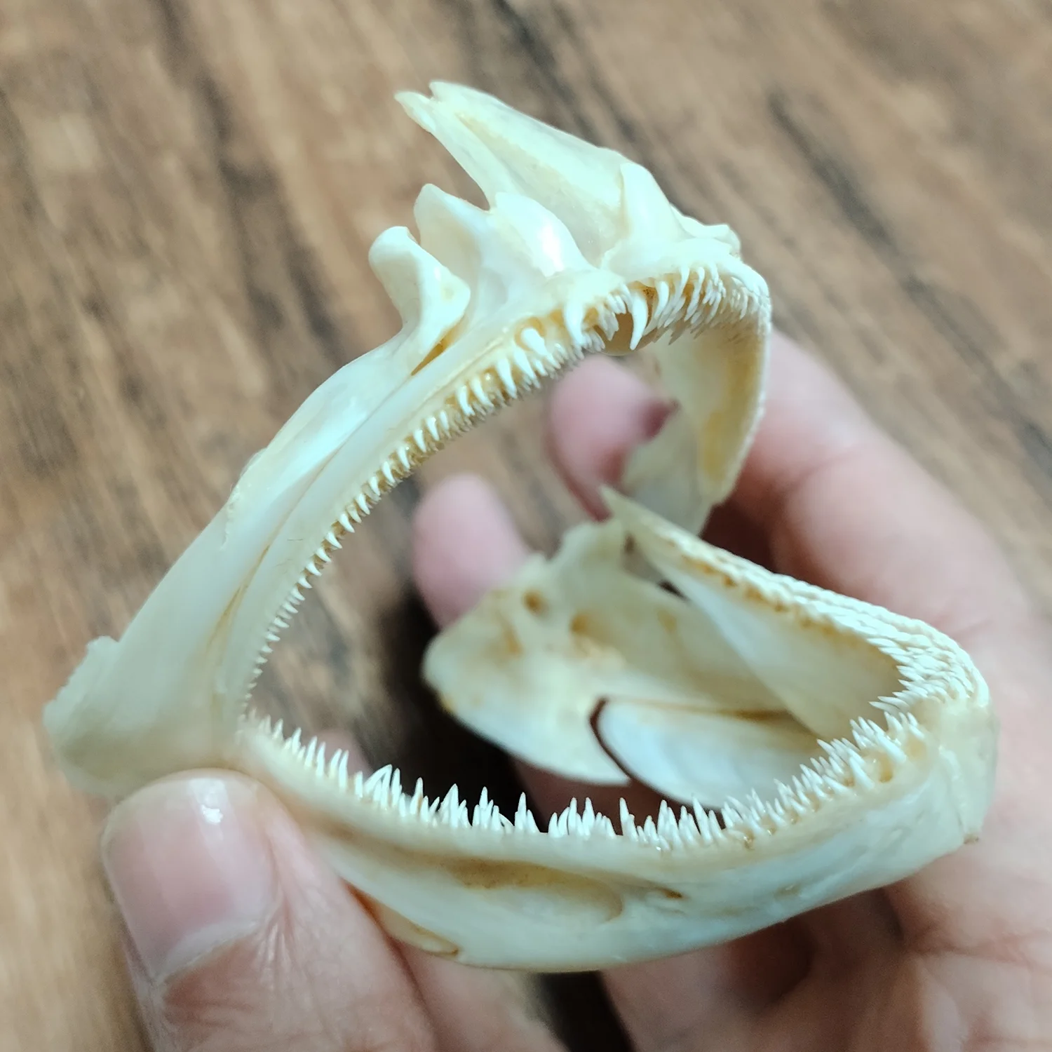 Authentic Groupers Fish Skull Real Epinephelus Specimen Skeleton Animal Bone Taxidermy Science Education Home Ornament Gifts