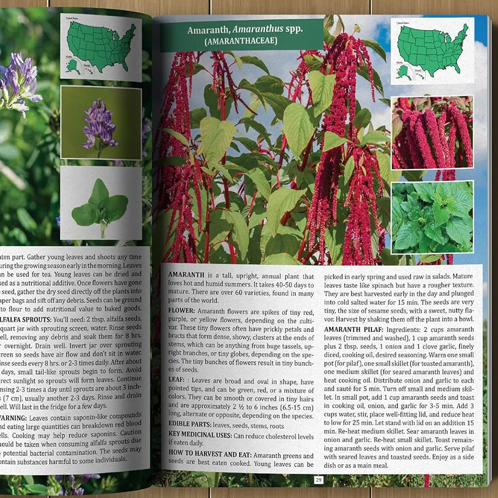 The Foragers Guide To Wild Foods Guide Book To Wild Foods A Foragers Guide To Identifying Wild Foods Guide To Edible Wild Plants