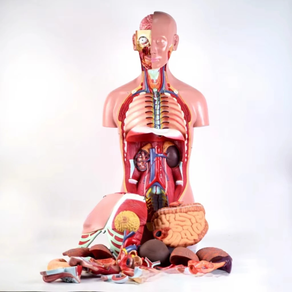 85cm Unisex Torso Anatomical Model With 29 Detachable Parts Chest Abdominal Cavity Organs For Medical Teaching & Training