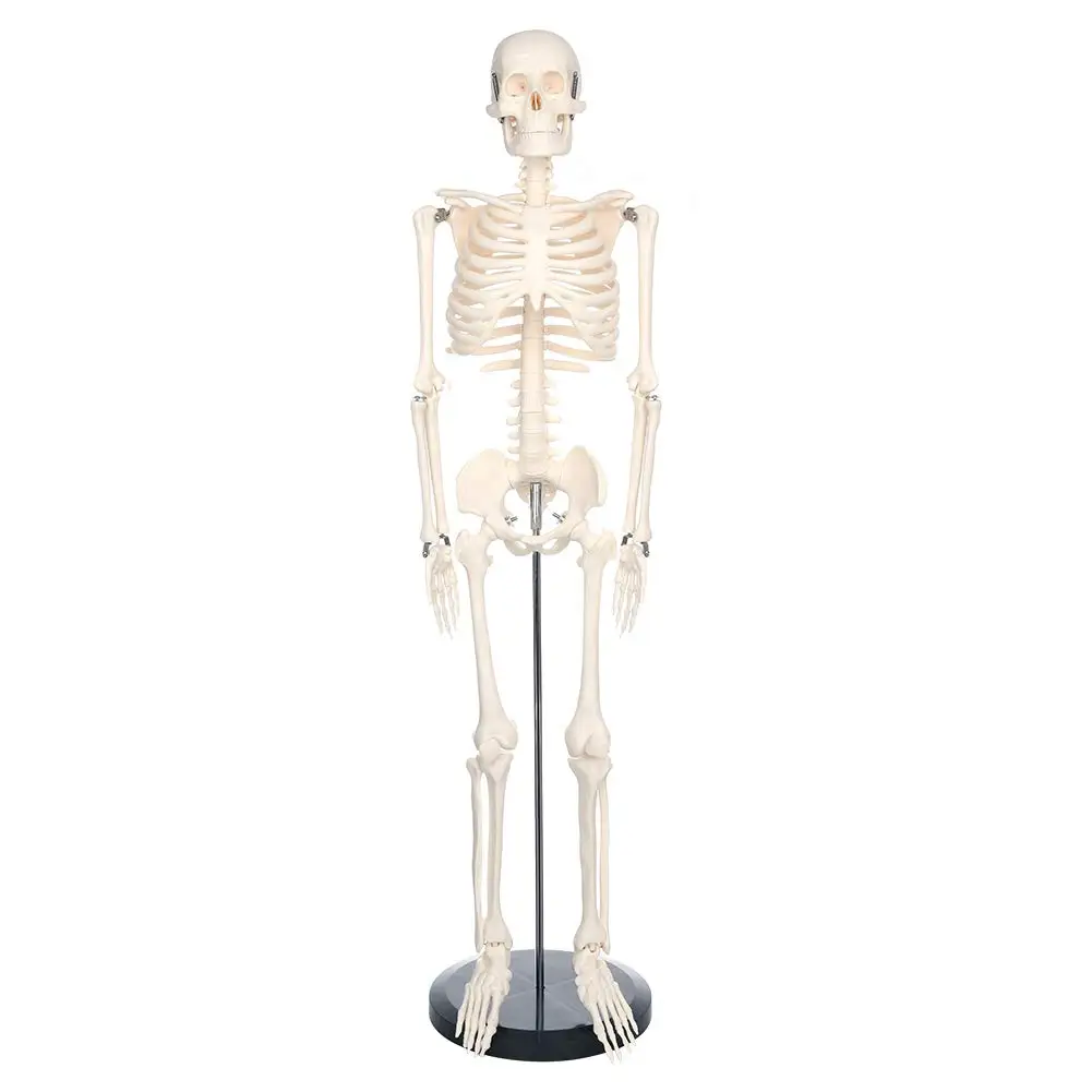 85cm Big Size Human Skeleton Model for Anatomy Mini Human Skeleton Model Removable Arms and Legs Scientific Study Painted