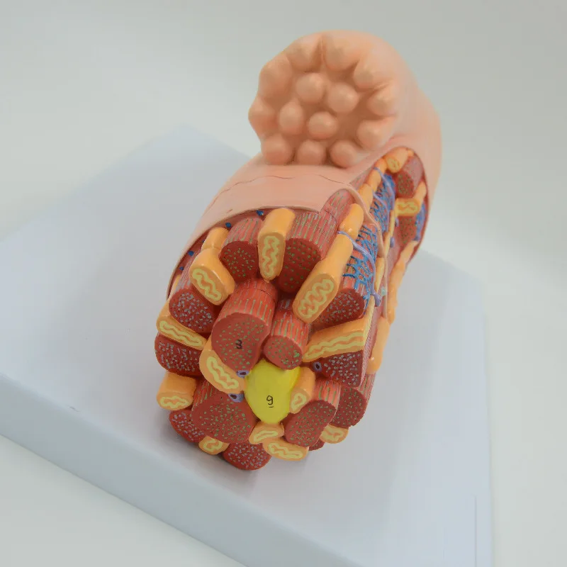 Human myocardial tissue model, highly detailed myocardial microstructure model