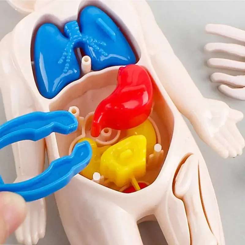 14-Piece Set Children's Science and Education Human Body Organ Model Assembled Early Education Toys image 4