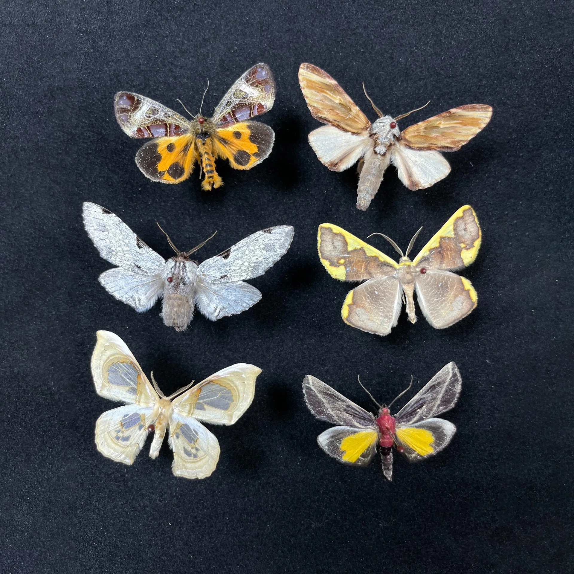 6Pcs/Set Natural Real Moth Specimens Rare Exquisite Mixed Multi-color Moth Specimens For Collection Display Gift