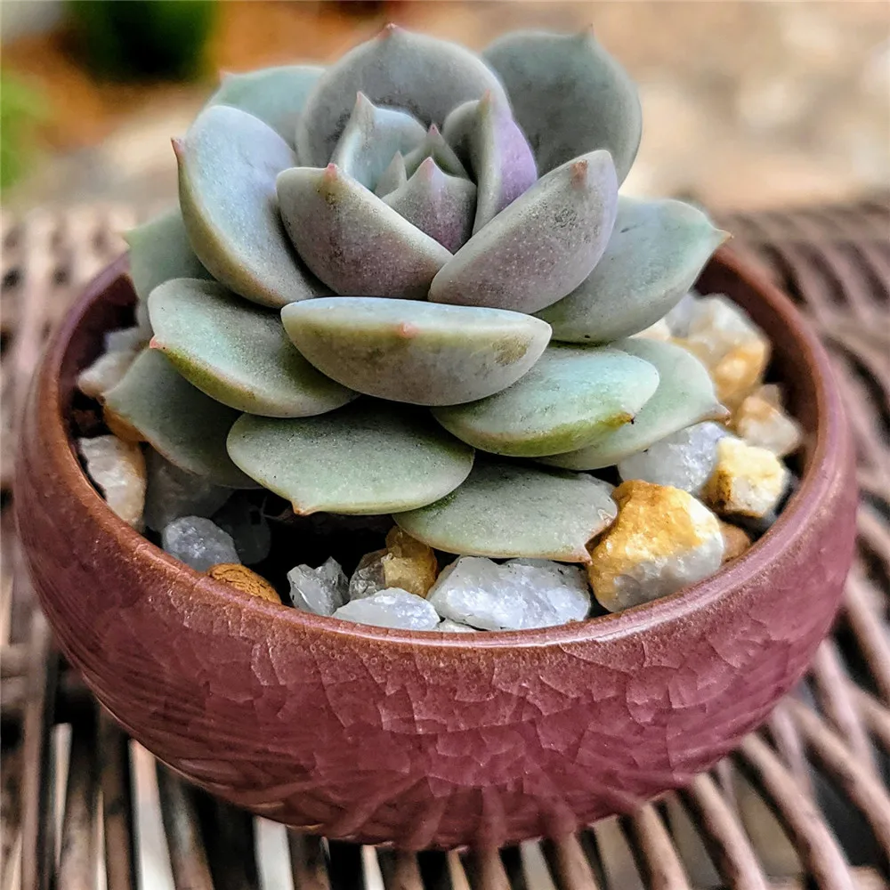 Ice Crack Glaze Ceramic Mini Thumb Succulent Planter Colorful Small Flower Pot Tiny Desktop Bonsai Pot Home Garden Office Decor