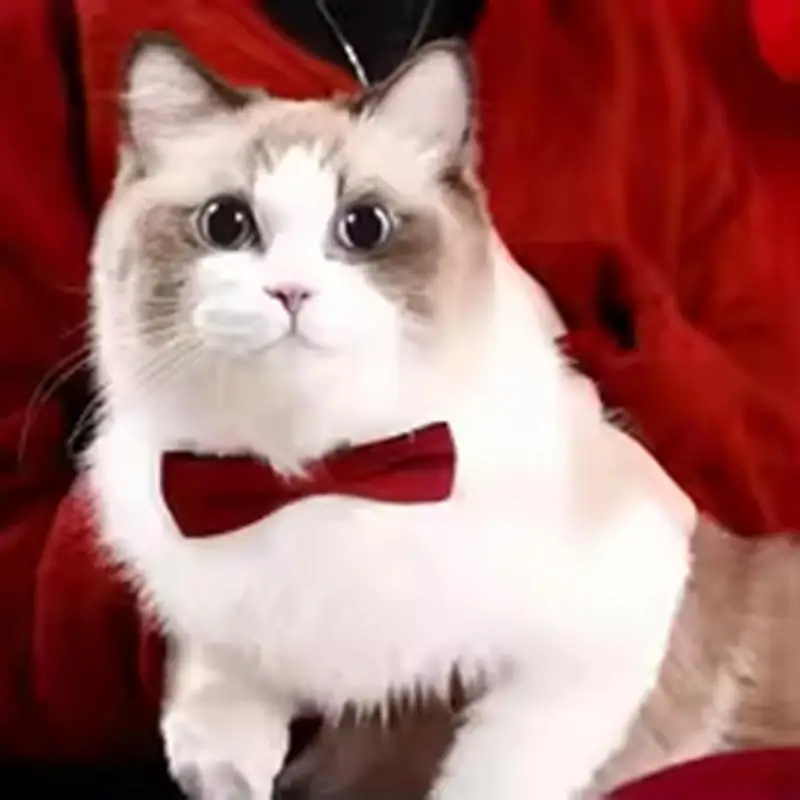 القوس طوق بلون Bowknot جرو تشيهواهوا قابل للتعديل القطط اكسسوارات سلامة جرس التعادل القوس مشبك الحيوانات الأليفة مع طوق جديد