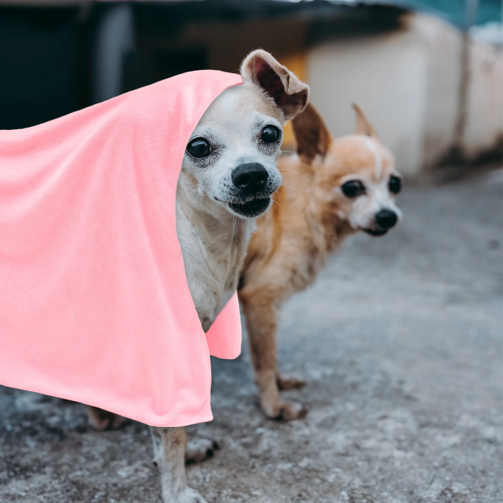 

Dog Bath Towel Premium Microfiber Quick Dry Absorbent for Pets Large Thickened Soft Comfortable Foldable Pet Drying Towel