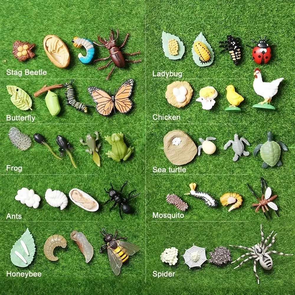 4 Pcs/Set Montessori Teaching Aids Life Cycle Figurines Miniature Size Action Figures Style Animal Growth Cycle