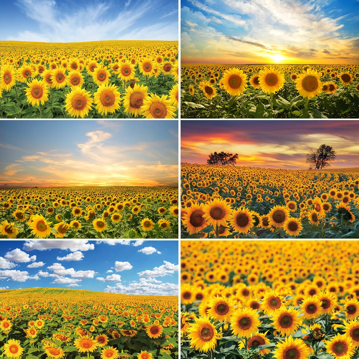 

Laeacco Sunset Sunflower Backdrops for Photographers Natual Landscape Scenery Newborn Portrait Photo Photography Background