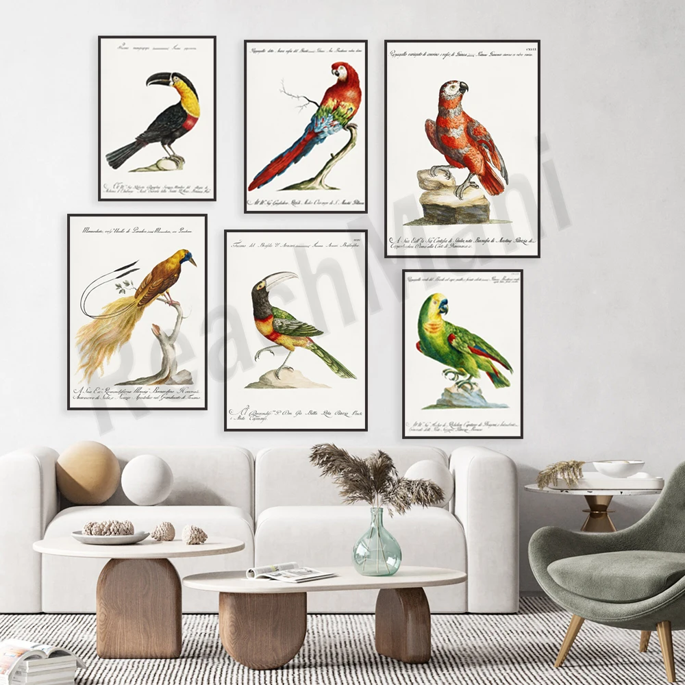 Botanist and ornithologist Saverio Manetti Exotic bird pattern, macaw, cockatoo, cuckoo, bird of paradise, parrot, bird poster