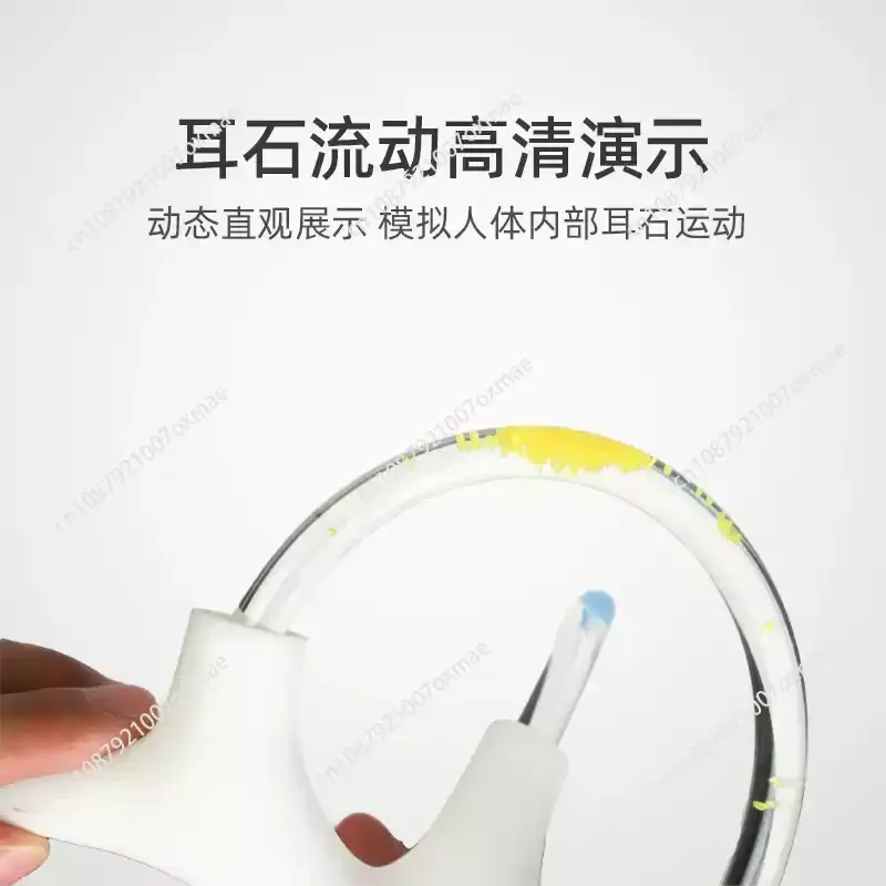 

Half Canal Otolith Dynamic Model Aids Skeleton Cochlea Inner Ear Structure Brain Nerve Vestibular Rehabilitation Accessories