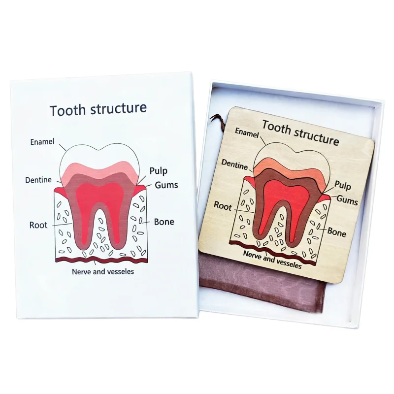 Teeth Structure Information Board Wooden Puzzle Children Dentist Game Tooth Structure Anatomy Dental Clinic Accessories Gift Kit