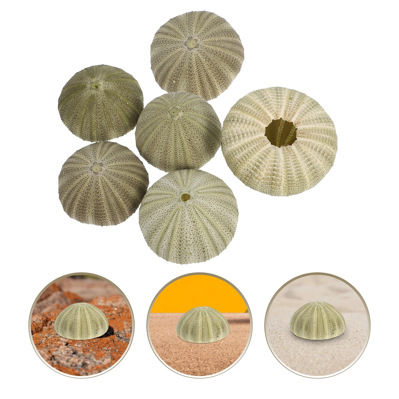 

6Pcs Natural Sea Urchins Shells Beach Coastal Decor Hanging Air Plants Holder Pot Seashell Ornaments DIY Craft Wedding Home