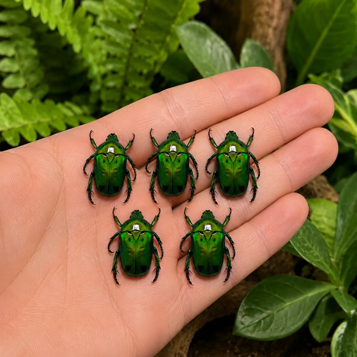 1/2/5/10pcs Fiery Green Flower Beetle, Heterorrhina sexmaculata sexmaculata, Unmounted, real, dried, preserved (ONE)