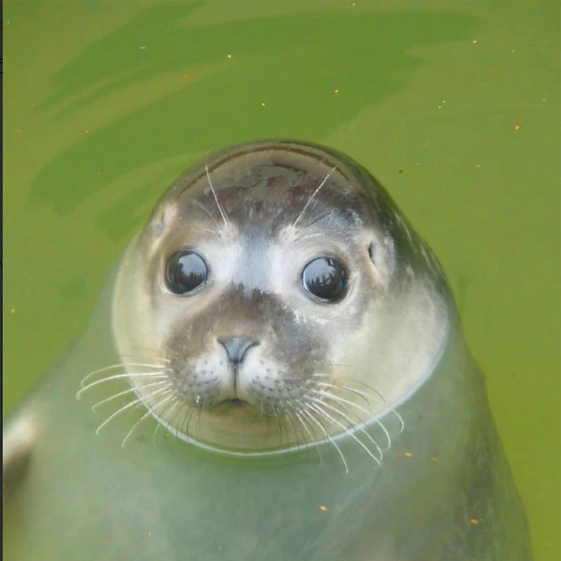 

Universal Aluminum Valve Stem Caps 4Pcs Waterproof Dustproof Wheel Hub Covers for Car Motorcycle Truck Accessories