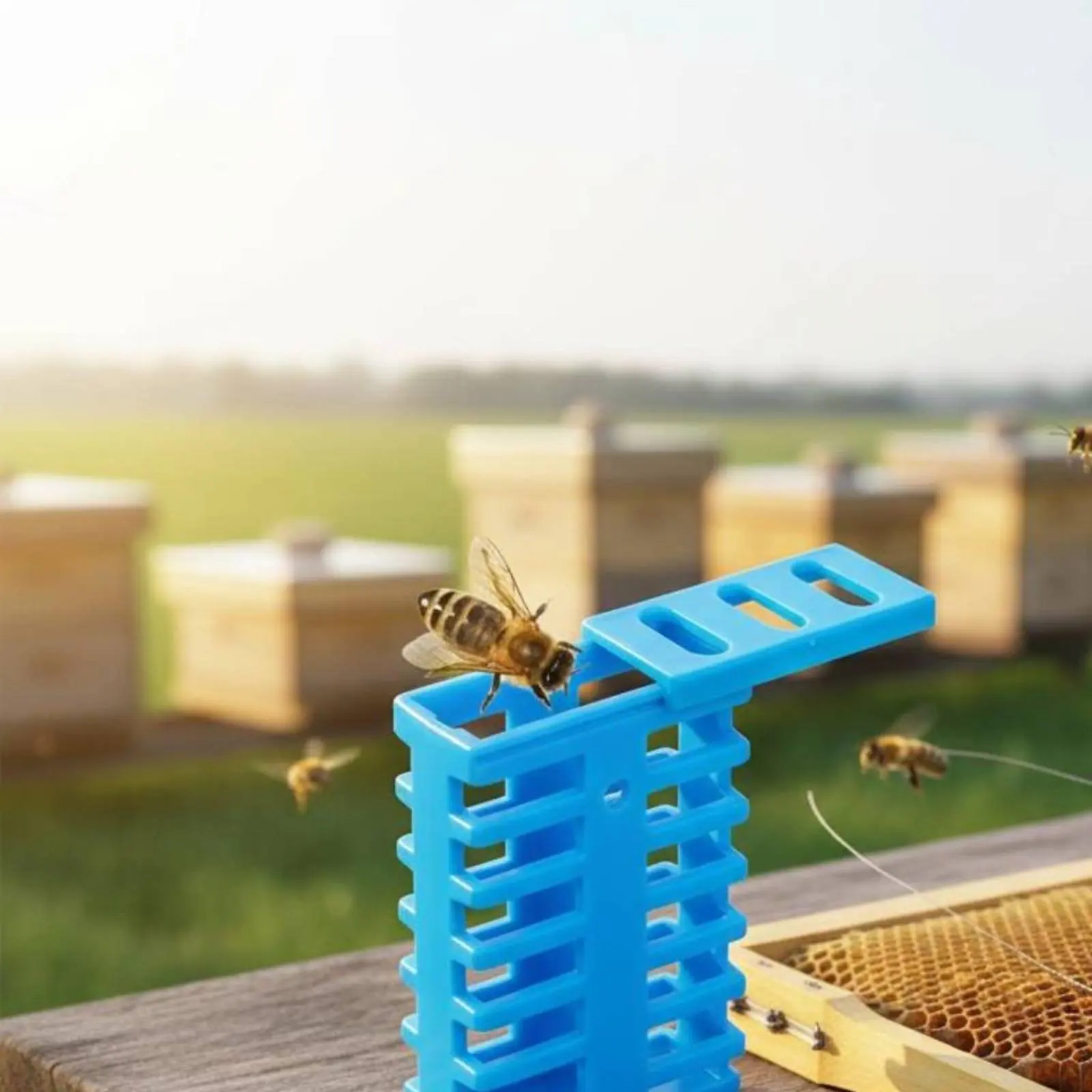 Queen Bee Enclosure Reusable Cross Shaped Queen Enclosure Plastic Bee Isolator Long-Lasting Beekeeping Supplies Lightweight view 4