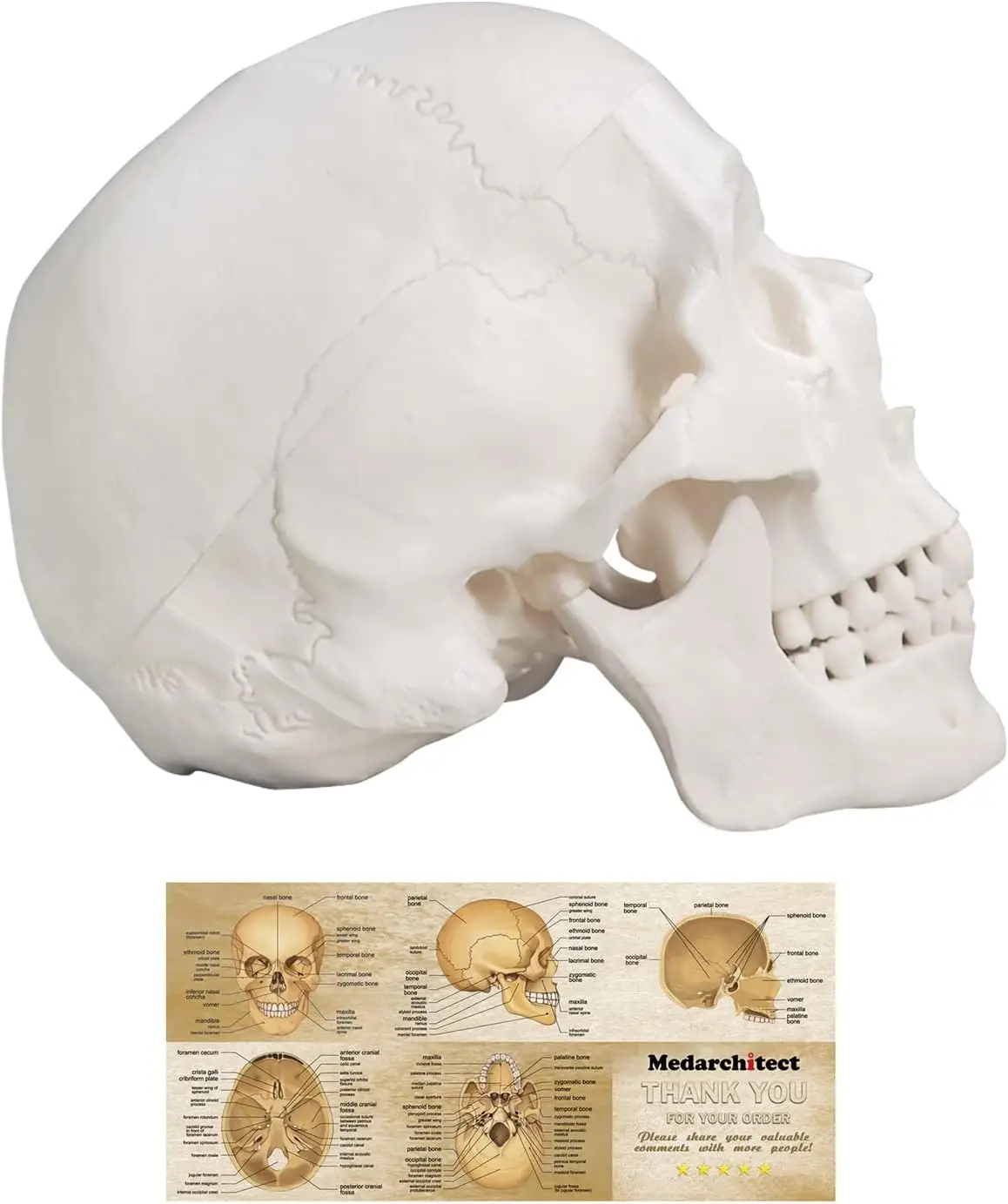 Medarchitect Human Skull Model Life Size 3-Part Anatomical Model Removable Articulated Mandible for Medic Student Anatomy Study