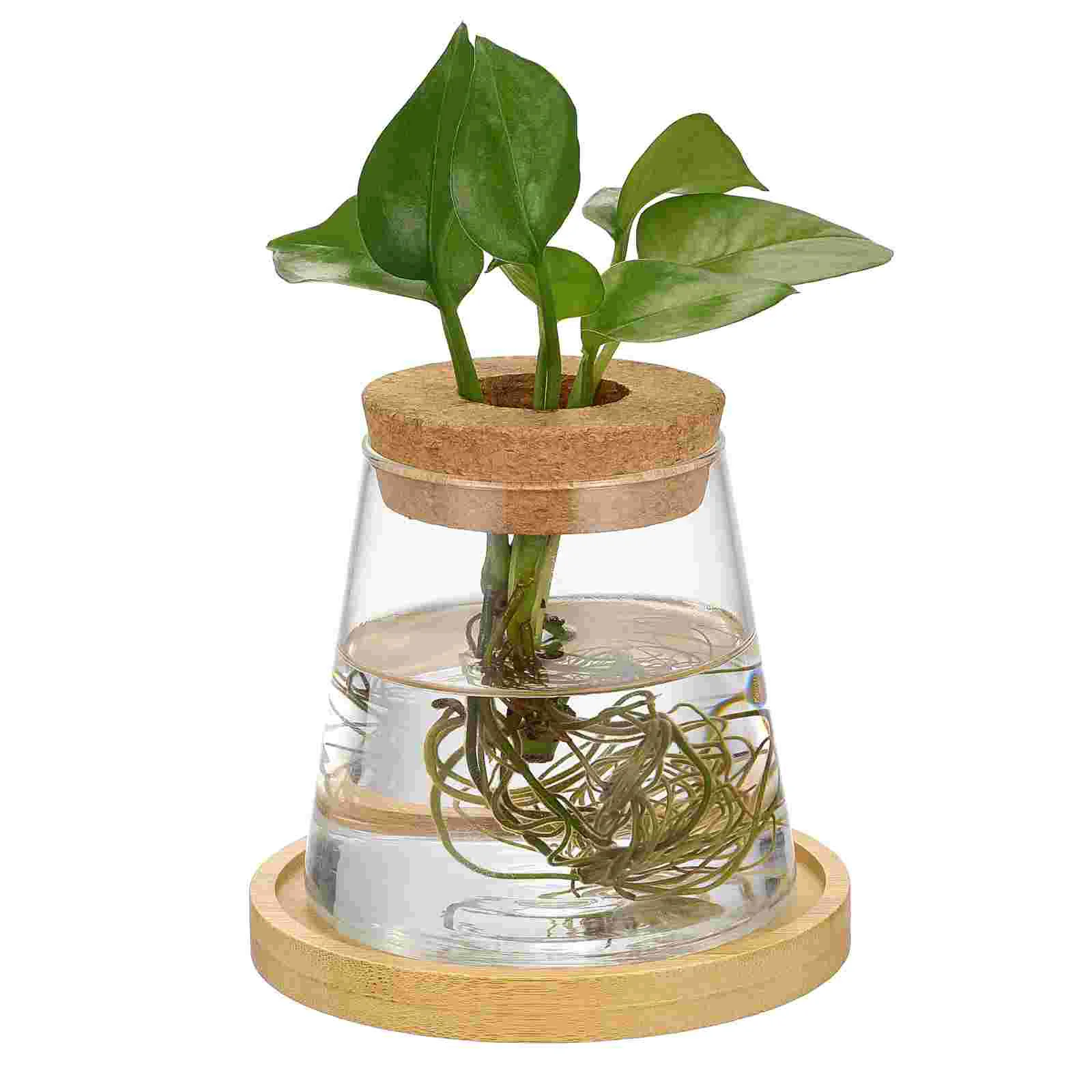 

Hydroponic Glass Propagation Container Desktop Holder Strong Glass Simple Design Space Saving Decorative Indoor Plants