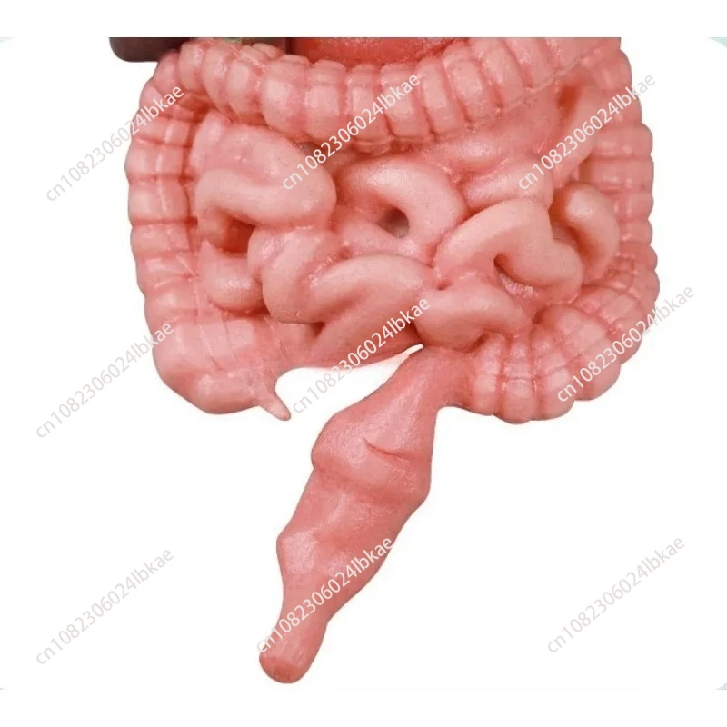 التدريس الطبي للكبد والطحال والرئتين والكلى والهياكل المعدية في نماذج الجهاز البشري نموذج جسم الإنسان #5