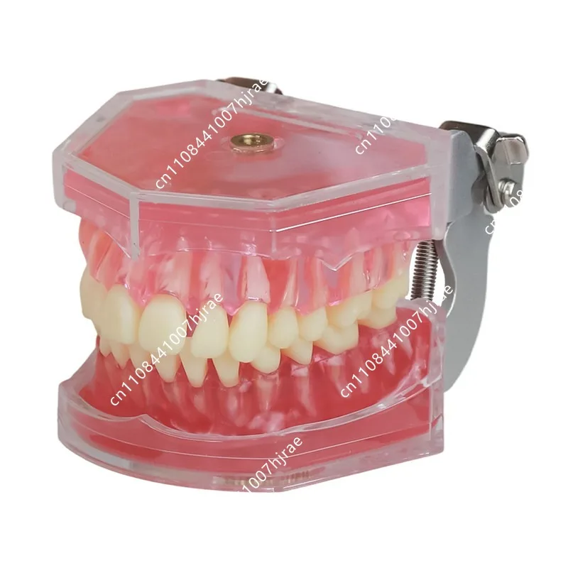 Dental adult full-mouth tooth extraction model simulated tooth root removable soft silicone gum