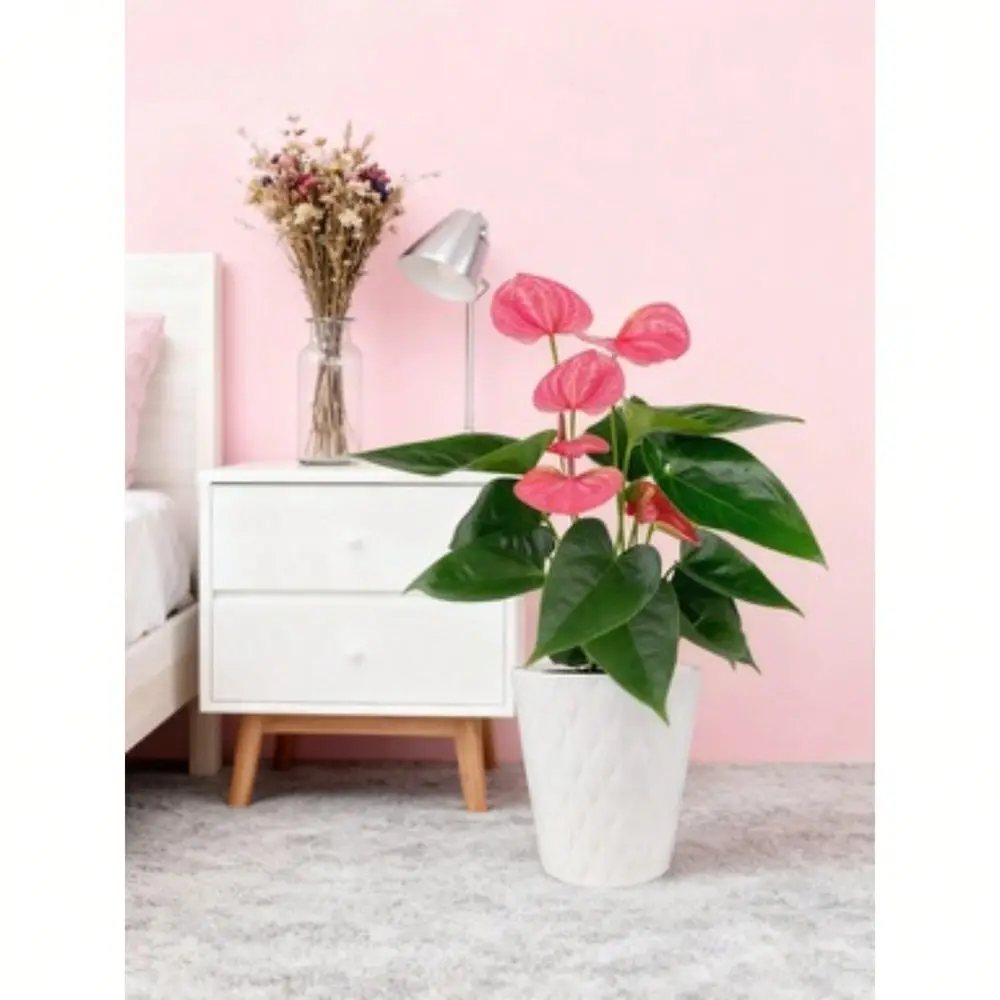 

Add Ice 1418 Tall Pink Sweet Dream Anthurium Live Plant In 5 Moss Topped White Ceramic Pot, House Plant