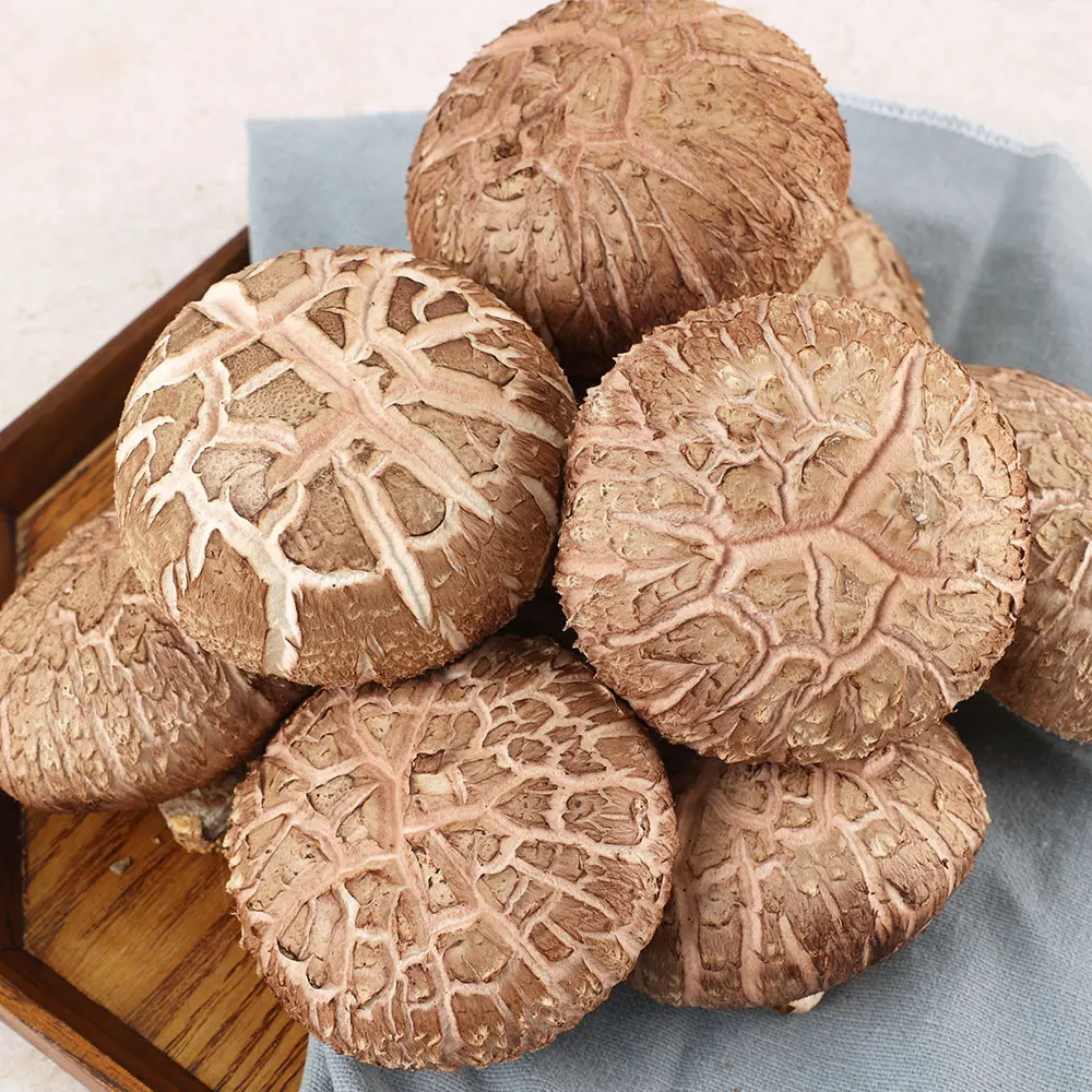 [Los empleados están satisfechos con toda la empresa] ¡Certificado como libre de pesticidas! Certificado por Gap! 1 kg de Champiñones Shiitake Frescos para Uso Doméstico y Más Allá de Eso