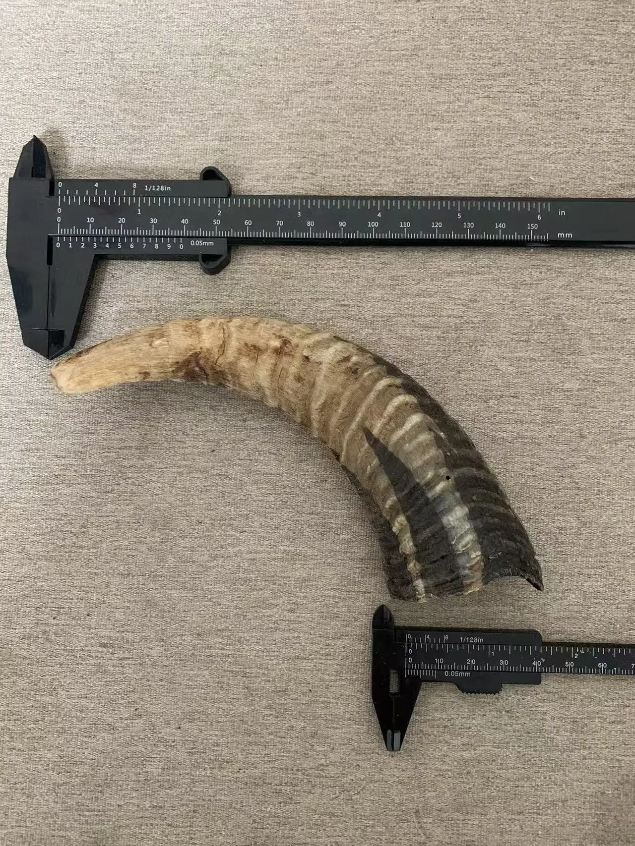 Natural Capricorn Horn Material, Sram's Horn Material, Authentic Qinghai Screw Sheep