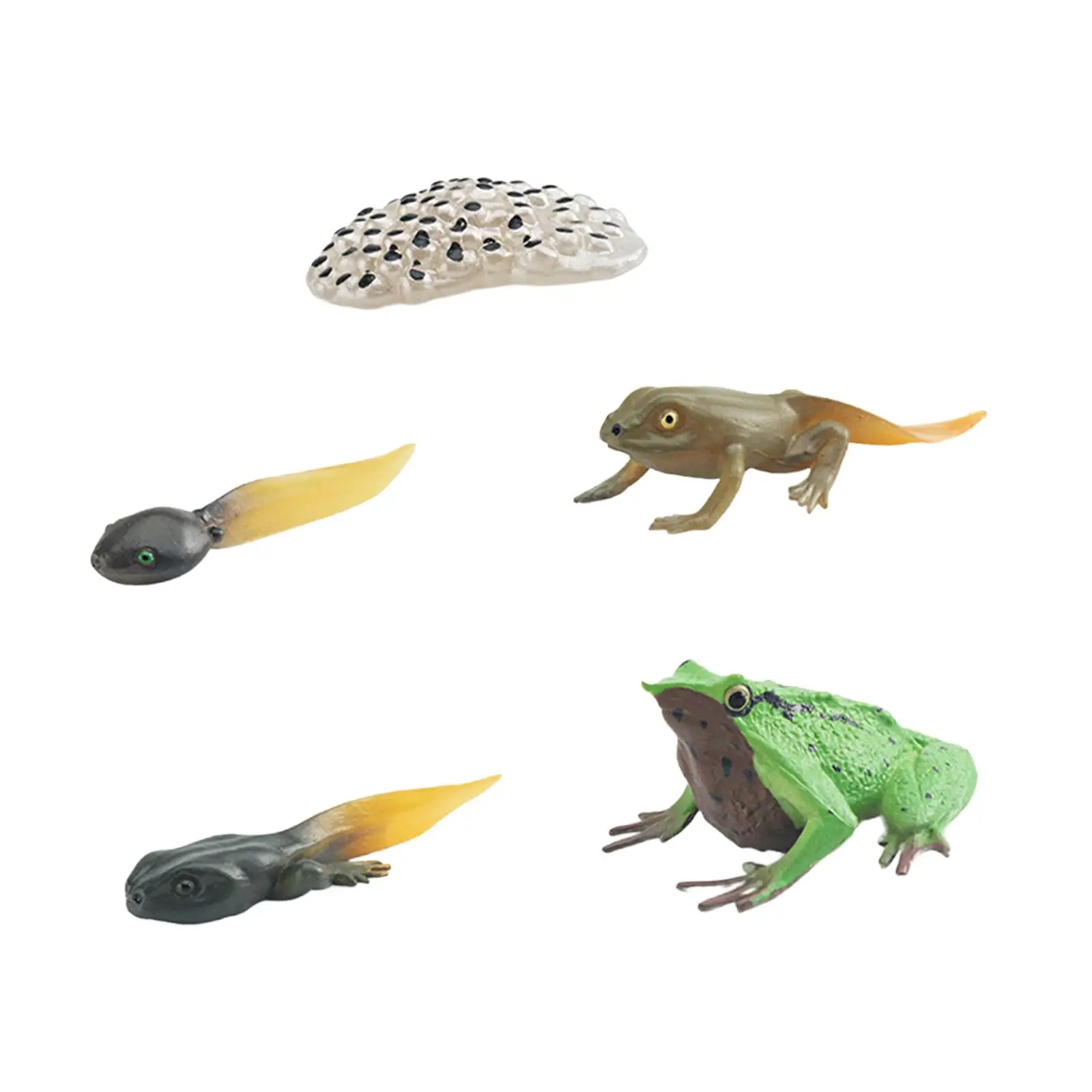 Life Cycle of Frog Toys Cognitive Cake Toppers Birthday Gifts Teaching Props Egg Tadpole to Frog Animal Growth Cycle Figures