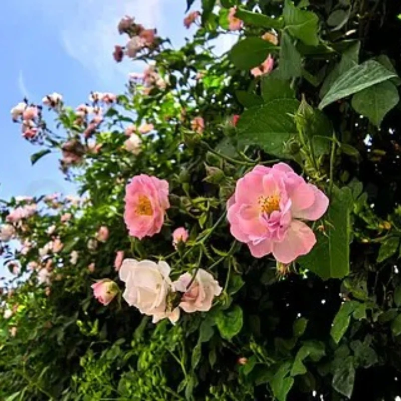 

GEPRC MARK5 D/X Frame O4 Pro Upgrade Kits Frame Parts Upgrade Package Base Quadcopter Frame FPV Freestyle RC Racing Drone Mark5