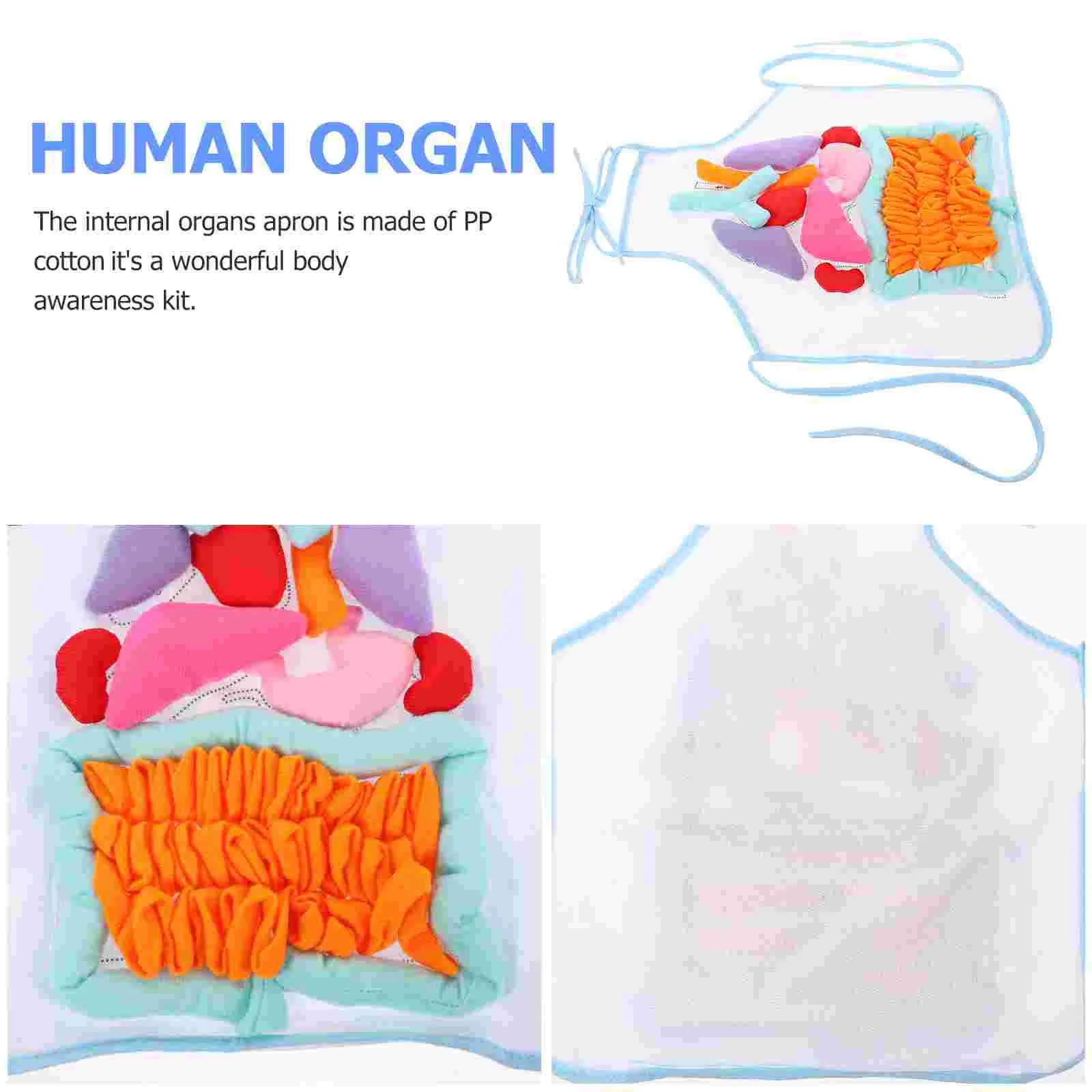 Human gans Model Kids Teaching Apron Pp Cotton Fun Way Teach Anatomy Educational Toy Children Learning Aid Household