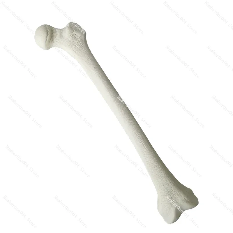 Simulated Bone of Femur Sawbones Pseudobone Workshop Preoperative Practical Training Exercise Human thigh-bone skeleton