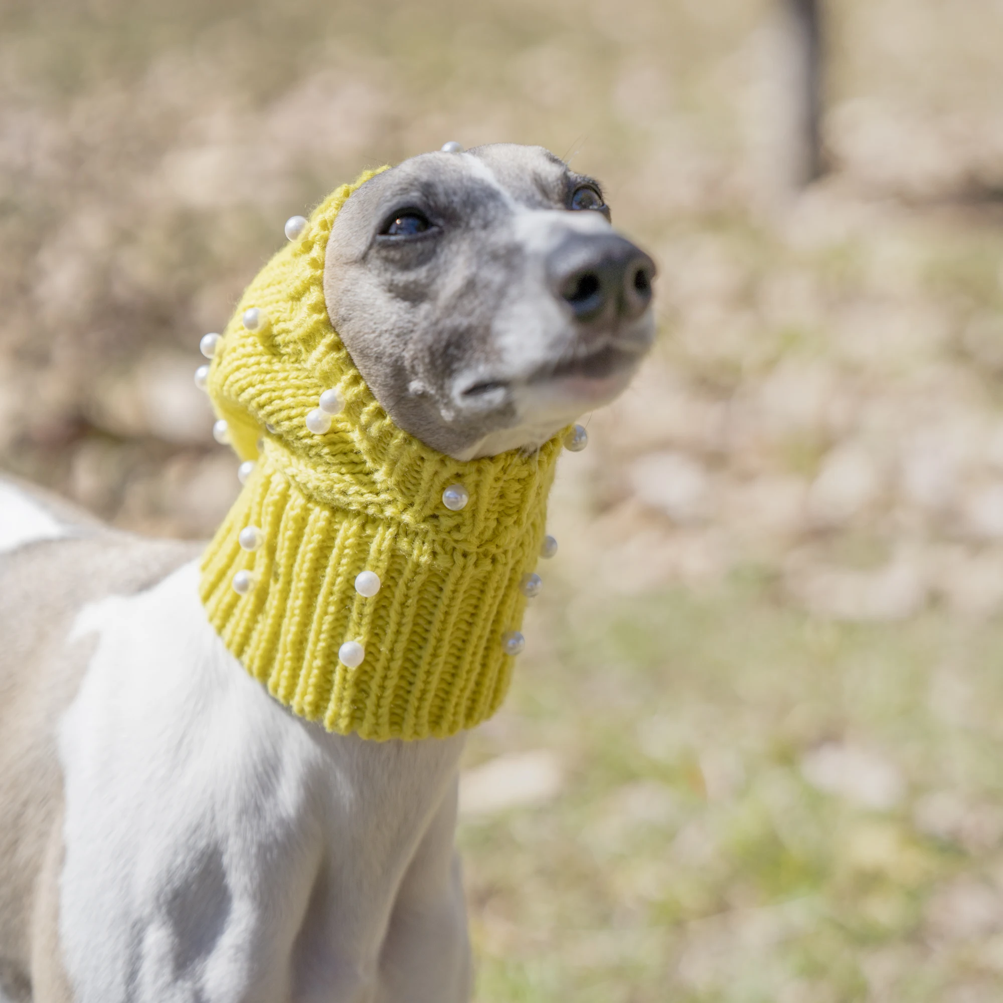 Yellow Hat with Pearls, Small Dog Hat, Whitbit Greyhound, Winter Warmth Decoration, Large Dog Hat