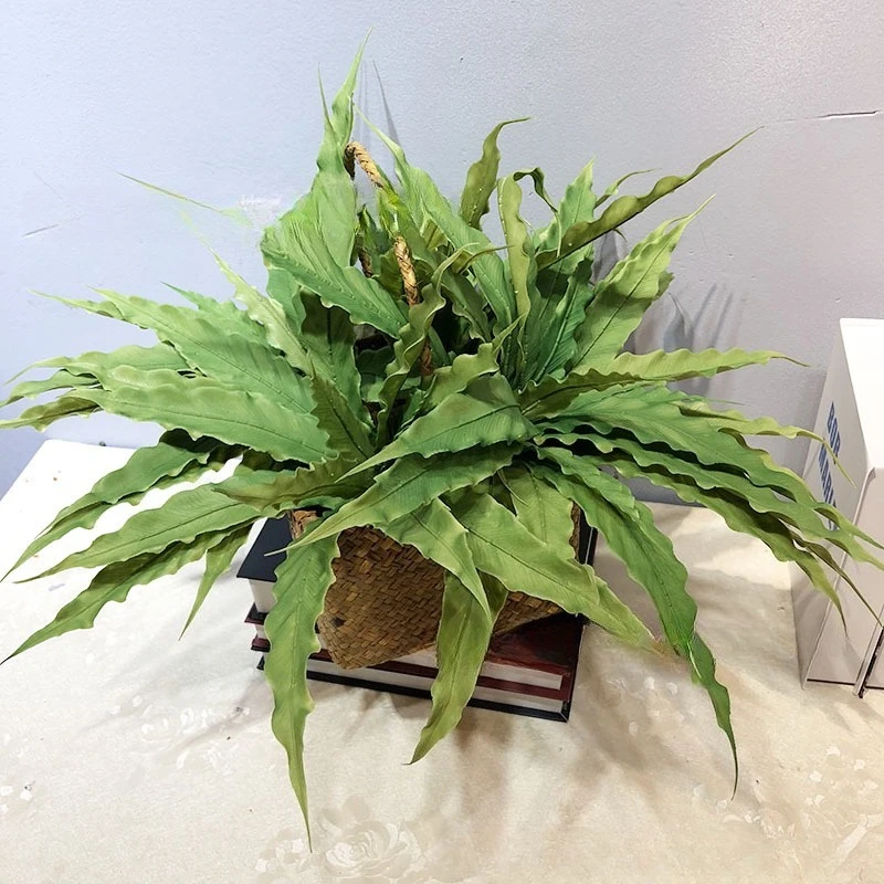 Plantes de fougère artificiell - Rubber Plant Ficus avis et prix