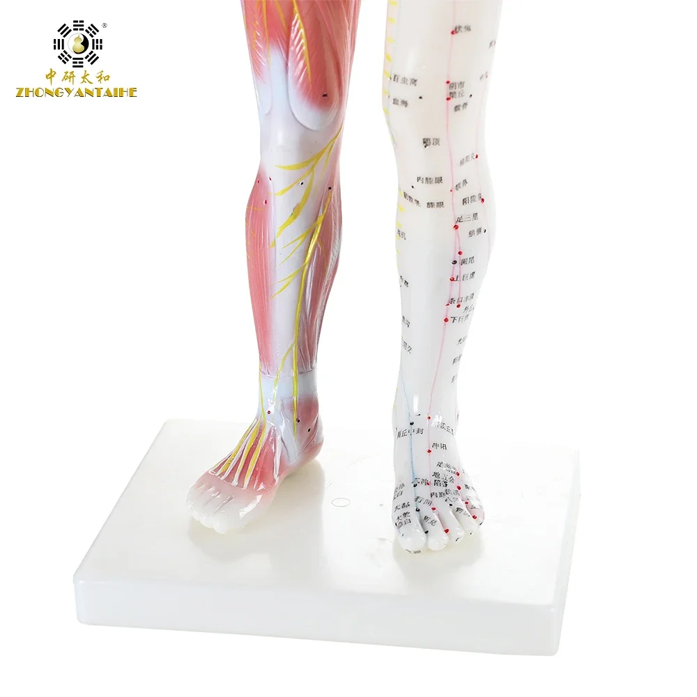 Male Human Acupuncture Points&Muscle Model Acupuncture Point Chinese Body Model for Acupuncture Point Muscle Anatomy