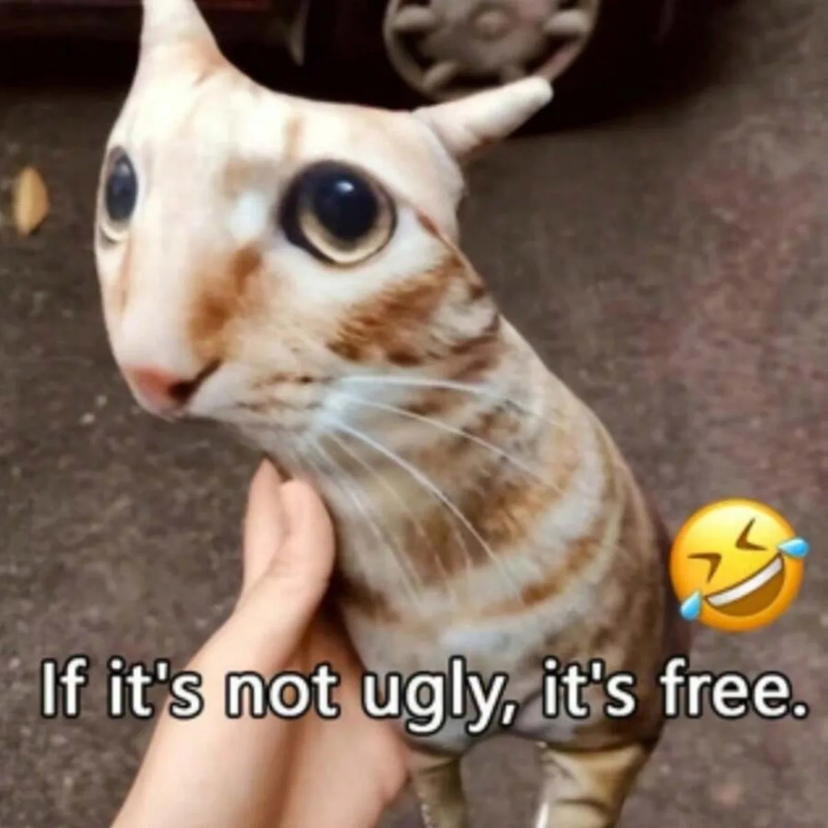 yZ[zAȔLƌ̌`VJX^ʐ^AFBւ̃p[\iCYꂽʂ݃MtgAI[uuẼ|GXe@