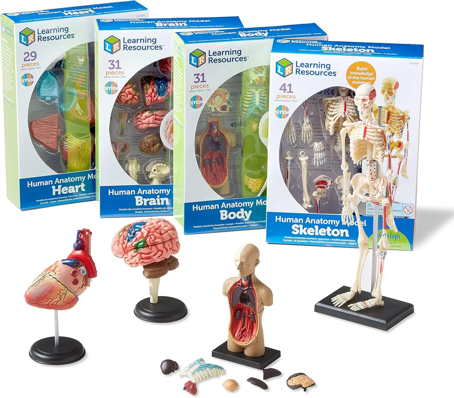 

Human Body Anatomy Model Set - Skeleton & Physiology, Science Classroom Supplies, Homeschool Projects