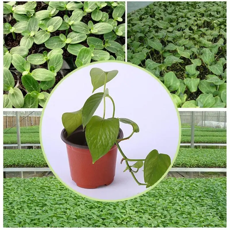 vaso-de-plastico-para-bercario-recipientes-para-plantas-flores-bandeja-de-plantio-caixa-de-cultivo-para-casa-jardim-suprimentos-9cm-10cm-12cm