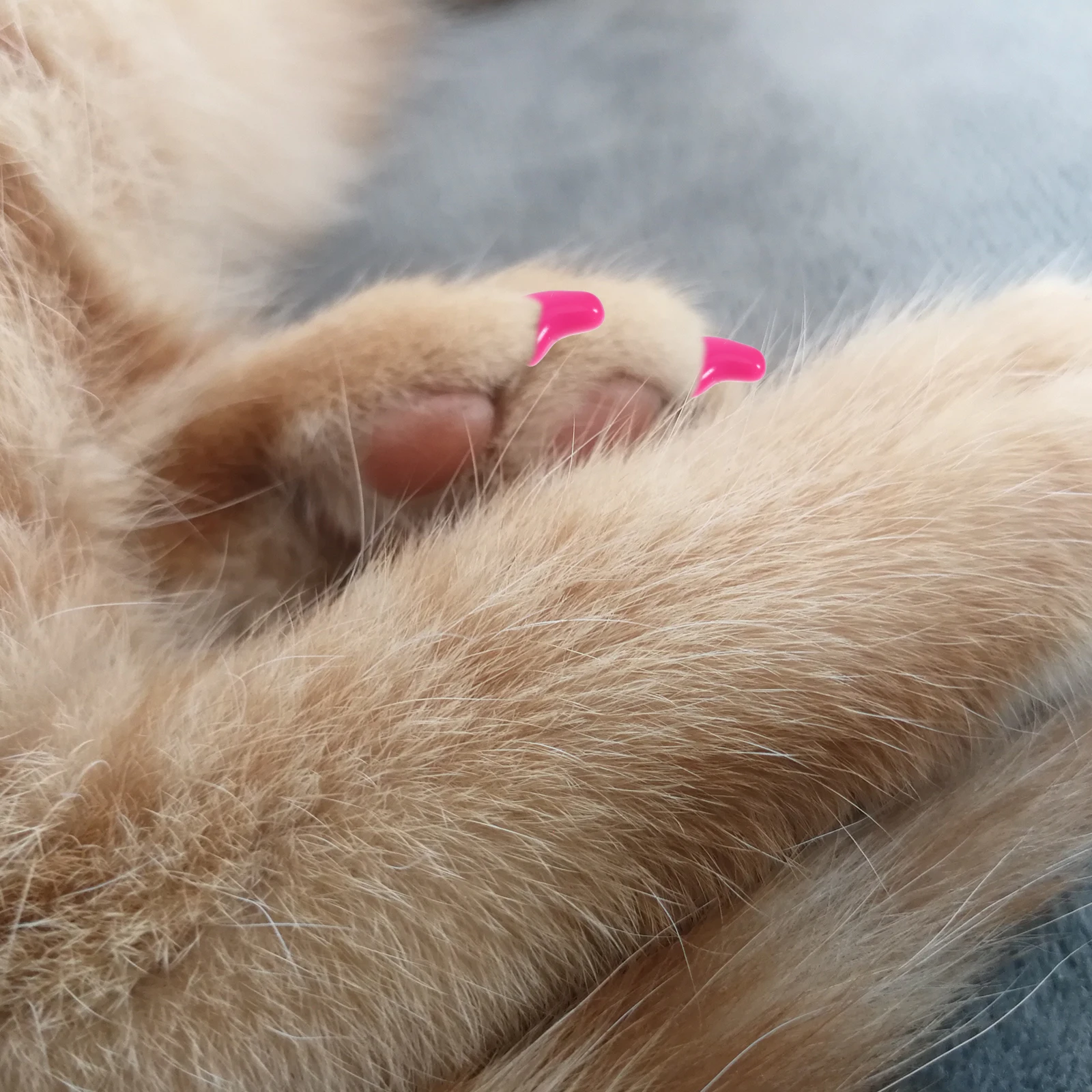 

20Pcs Cat Kitten Claw Care Pet Grooming Accessories Multi Functional Design for Furniture Floor Protection