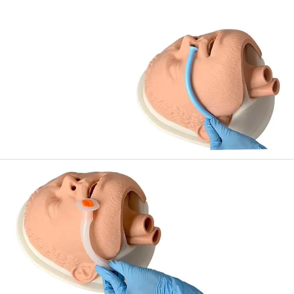 Simulation Airway Management Model Adult Intubation Manikin Head Trainer Kit with Base Nasal & Oral Airway Anatomy for EMS Train