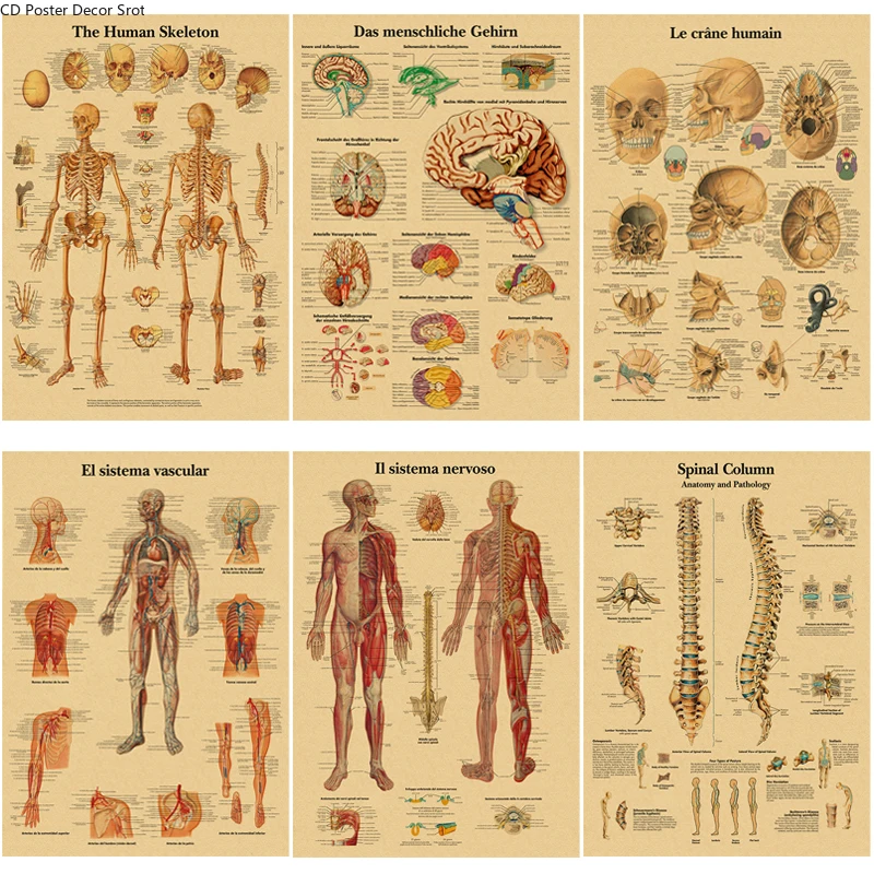 Englisch Deutsch Französisch Spanisch Italienische Version Die Körperstruktur Retro Poster Anatomie Kraftpapier Medizinische Raumkunst Wanddekoration