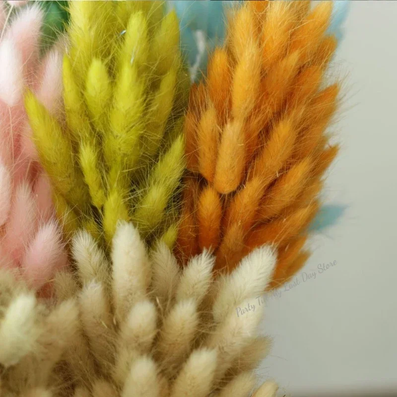 60pcs Nature Rabbit Tail Grass Dried Flower Bouquet Dog Tail Grass Dried Flower Immortal Flower Small Bouquet DIY Decoration