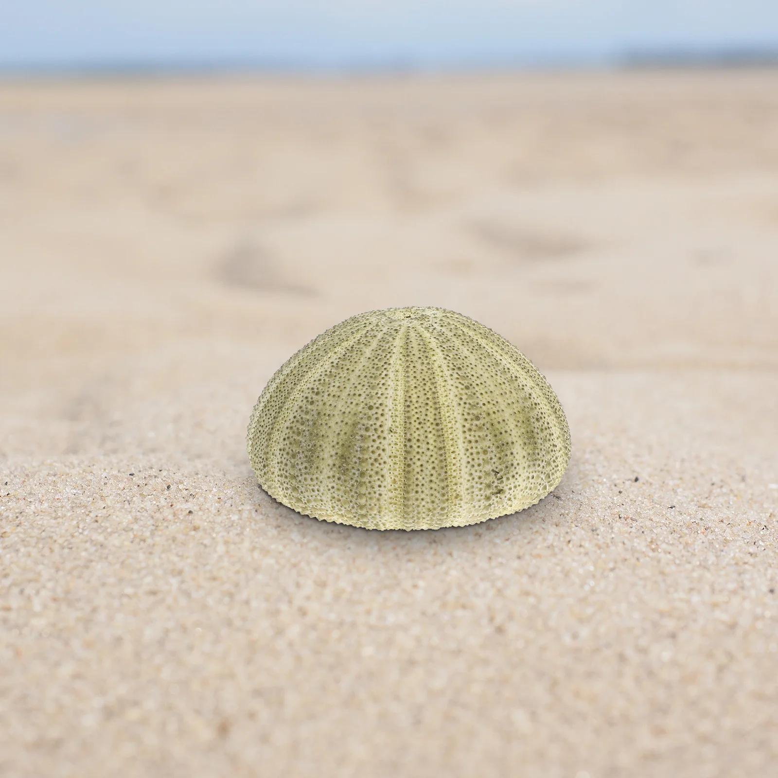 

6Pcs Natural Sea Urchins Shells Coastal Home Decor Hanging Air Plant Holder Pot Beach Seashell Craft Wedding Photo Prop